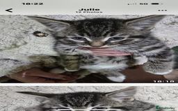 Mixed Breed cats for sale: 4x 8week old kittens - Image 2