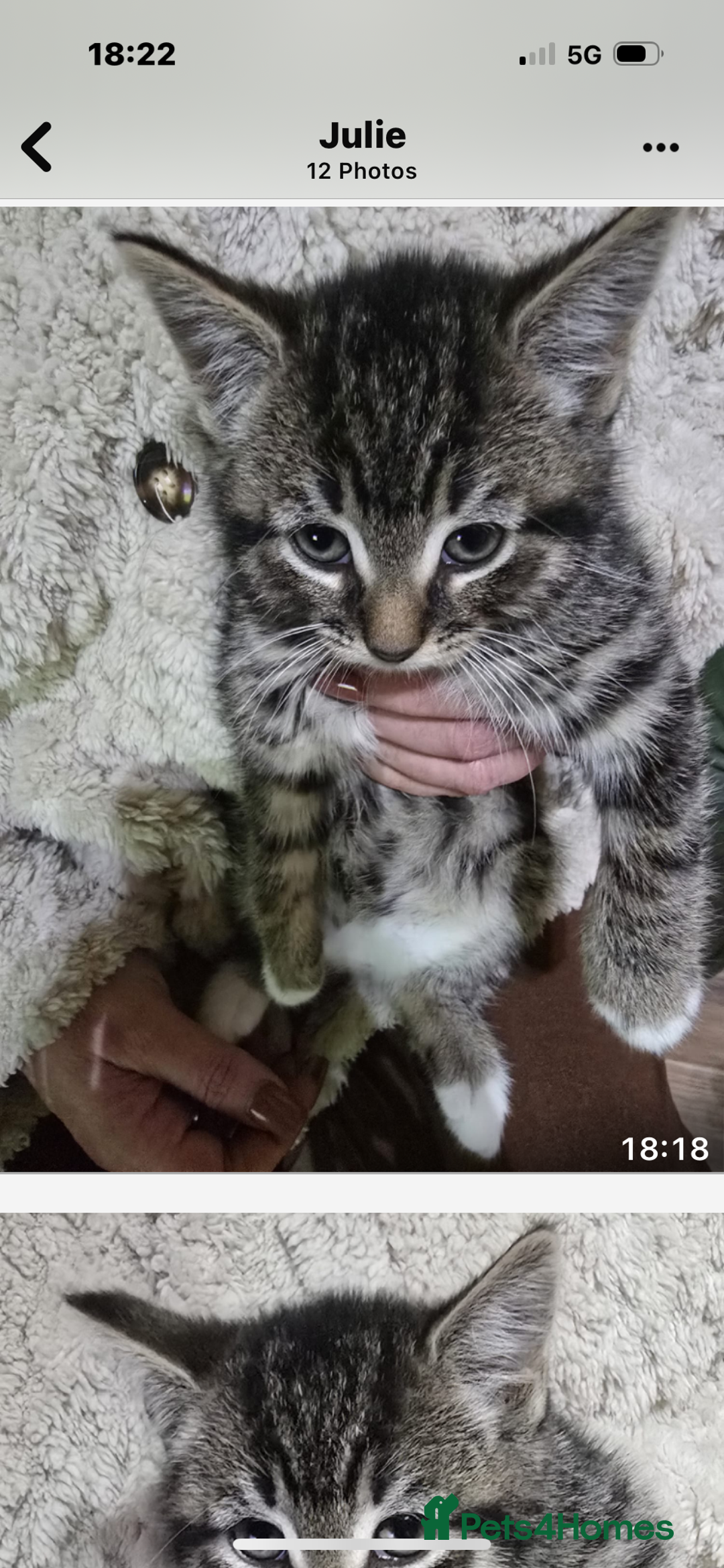 Mixed Breed cats for sale: 4x 8week old kittens - Image 2