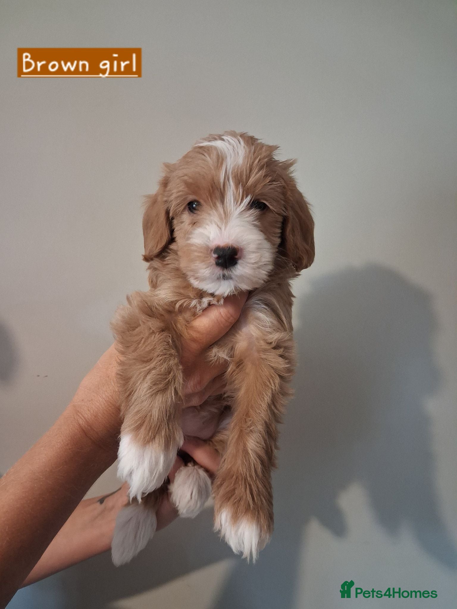Australian Labradoodle dogs DNA health tested mini Australian labradoodles  - Advert 2