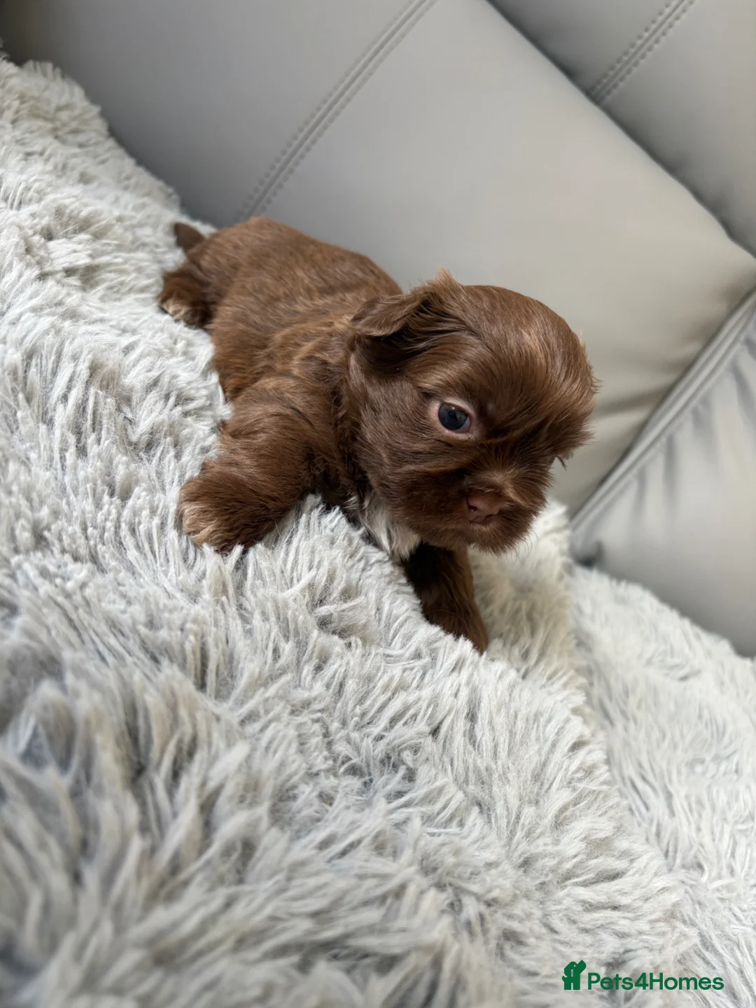 Shih Tzu dogs for sale: Stunning Shih Tzu puppies  in Wisbech - Advert 23
