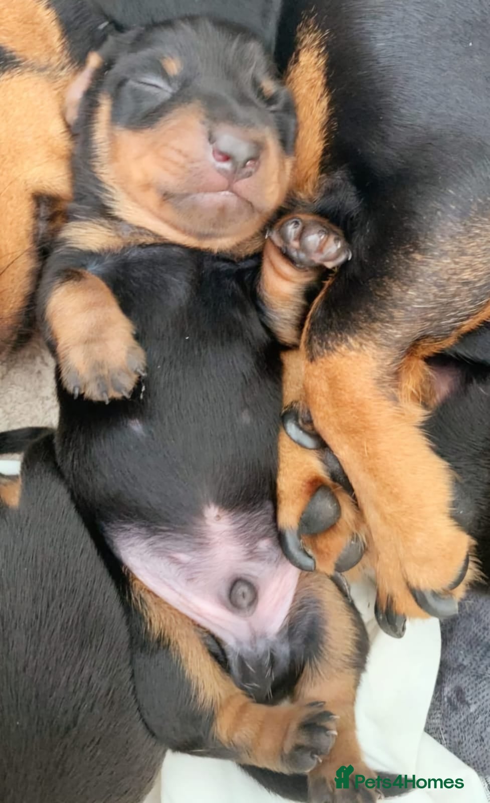 Miniature Dachshund dogs Our Little Dachshund Family - Advert 17