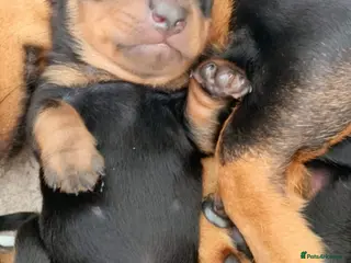 Miniature Dachshund dogs Our Little Dachshund Family - Advert 17