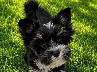 Yorkshire Terrier dogs Biewer Yorkshire terrier pedigree - Advert 16