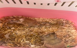 Gerbil rodents for sale: Mum and 3 baby gerbils and 2 boys  - Image 2
