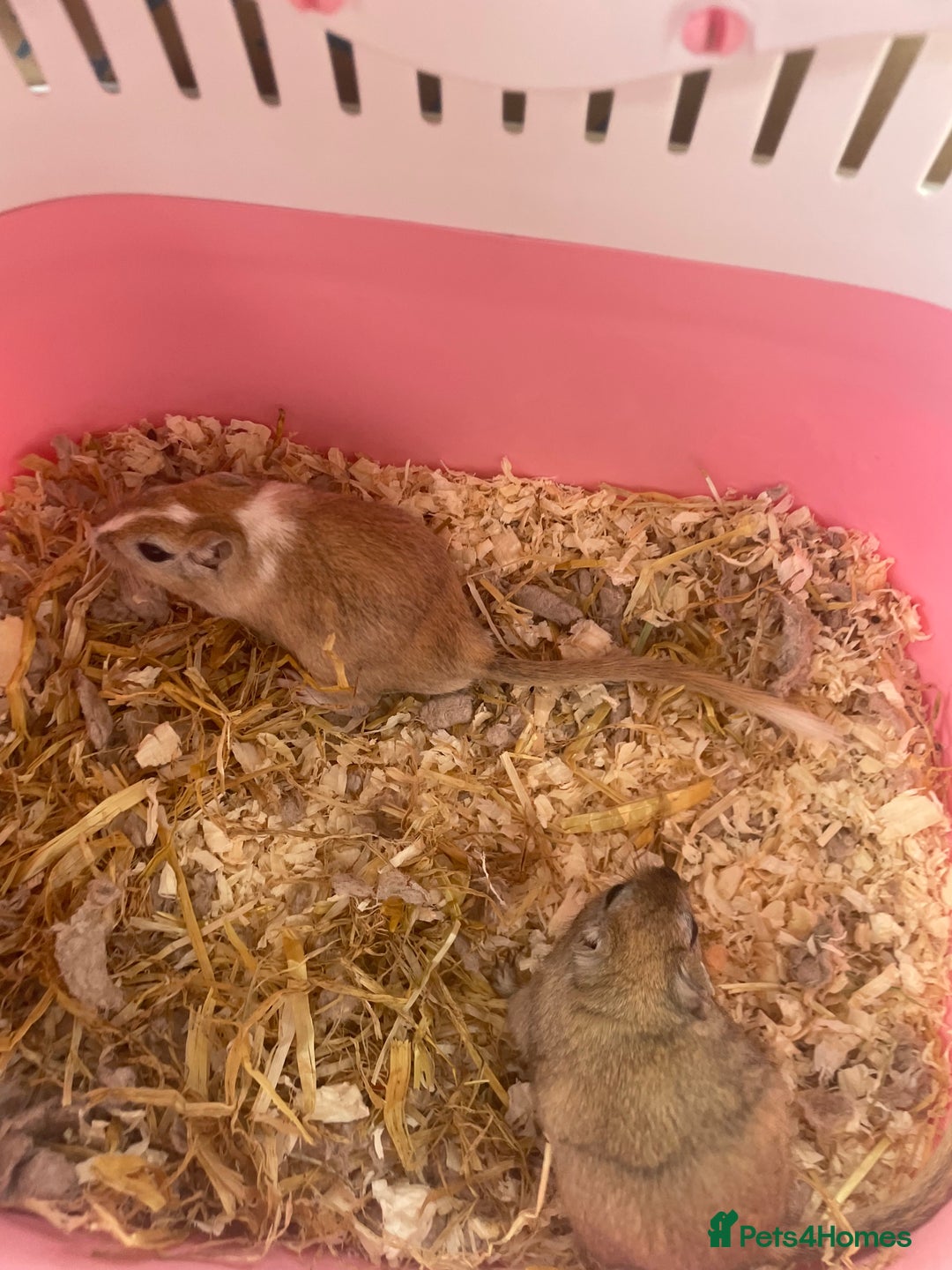 Gerbil rodents for sale: Mum and 3 baby gerbils and 2 boys  - Image 2