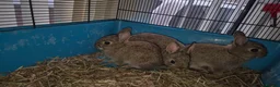 Netherland Dwarf rabbits for sale: Netherland Dwarf Rabbits  in Aldershot - Advert 2