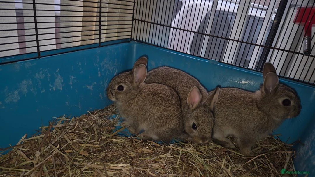 Netherland Dwarf rabbits for sale: Netherland Dwarf Rabbits  in Aldershot - Advert 2