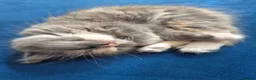 Mixed Breed cats for sale: Kittens of Maine Coon and Chartreux crosses in Portsmouth - Advert 4