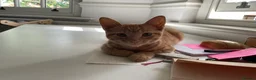 British Shorthair cats for sale: Beautiful kittens ready for loving homes. in London - Advert 5