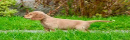 Cocker Spaniel dogs for sale: Gorgeous Golden Working Cocker Spaniels - Advert 14