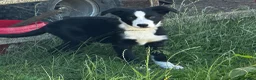 Border Collie dogs for sale: Handsome smooth coated border collie pups in Builth Wells - Advert 7