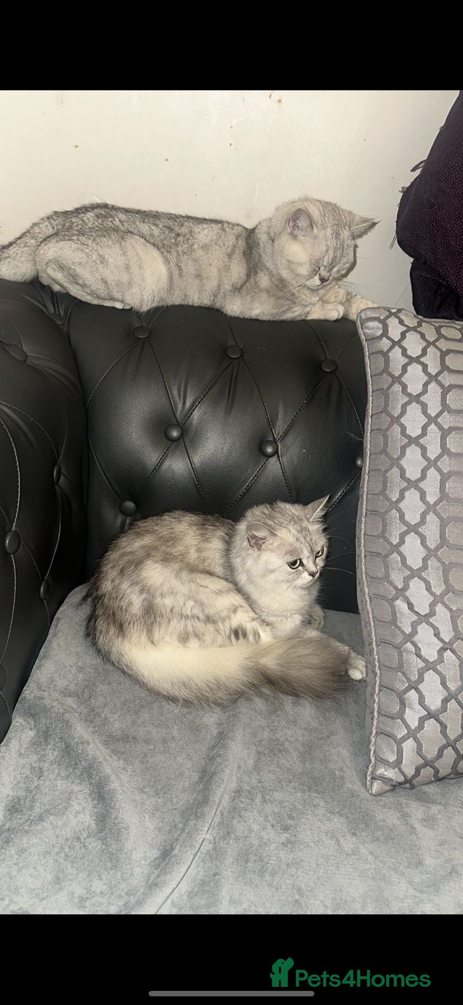 Persian cats for sale:  british shorthair silvertip and exotic persian - Advert 1