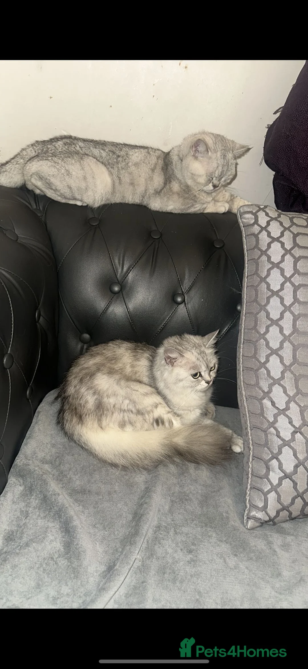Persian cats for sale:  british shorthair silvertip and exotic persian - Advert 1