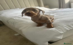Miniature Dachshund dogs for sale: Miniature Dashund Puppy - Image 2
