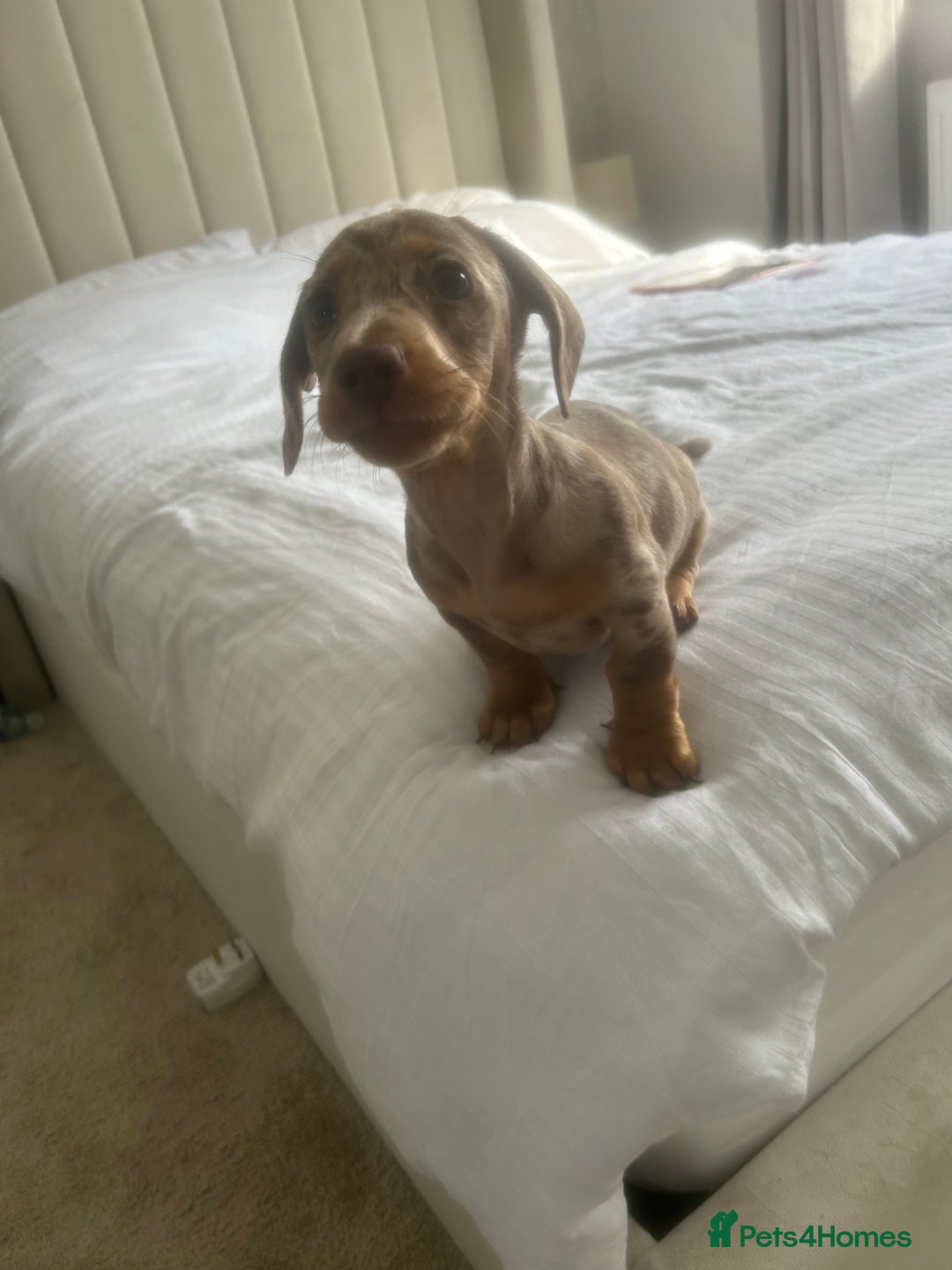 Miniature Dachshund dogs for sale: Miniature Dashund Puppy - Image 2