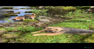 Border Terrier dogs - Advert 8