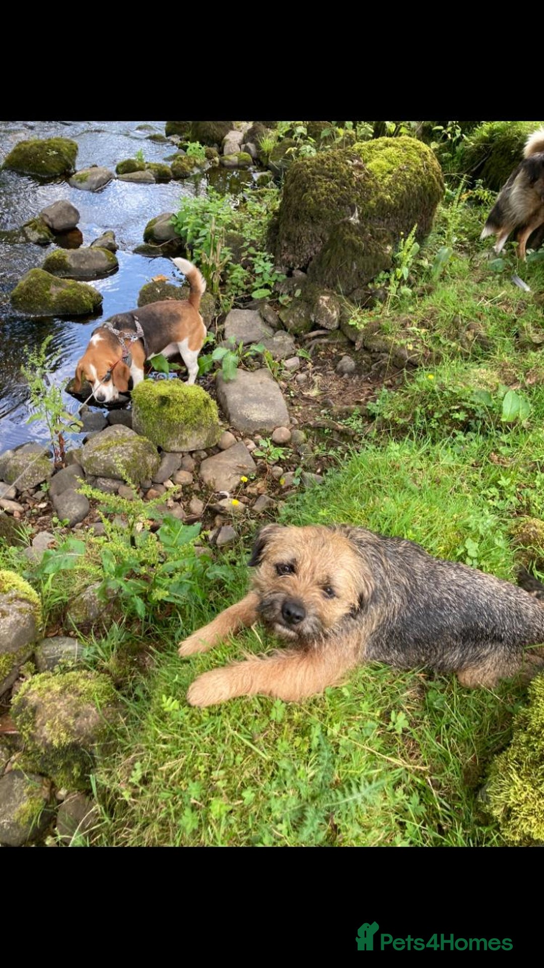 Border Terrier dogs for sale: Border Terrier Pups -Beautiful Pedigree  - Image 2