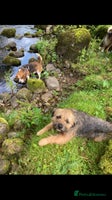 Border Terrier dogs - Advert 3
