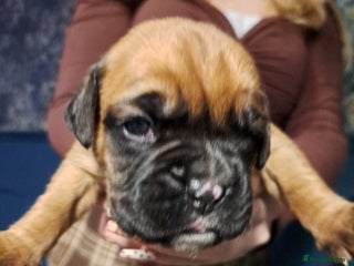 Boxer dogs Beautiful bobtail & longtail kc boxer x5 girls - Advert 14