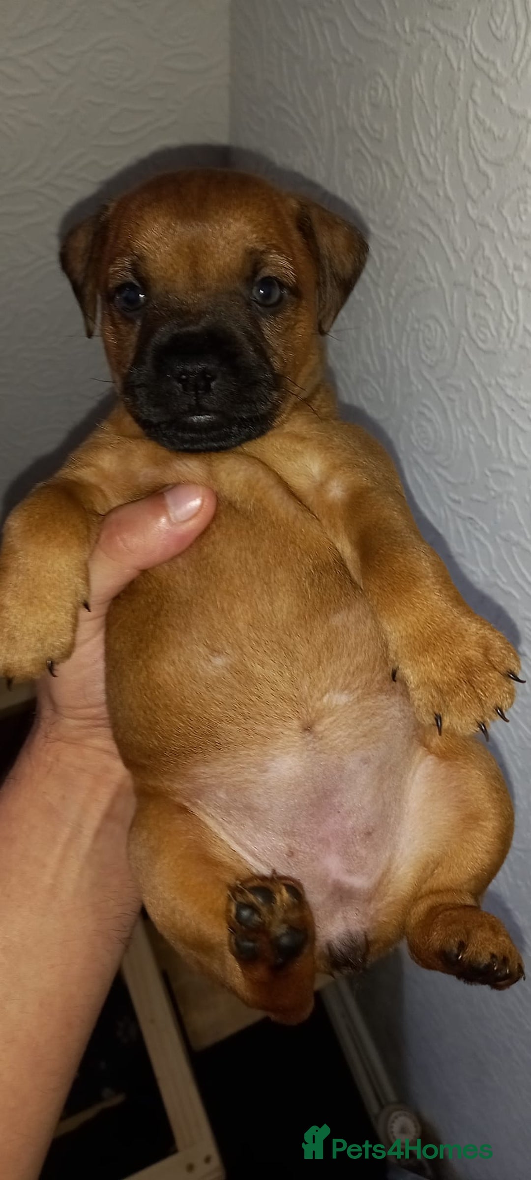Patterdale Terrier dogs for sale: PATTERDALE TERRIER SMOOTH HAIRED MOTHER  - Image 22