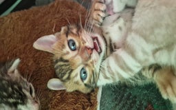 Bengal cats for sale: STUNNING PEDIGREE BENGAL KITTENS  - Image 2