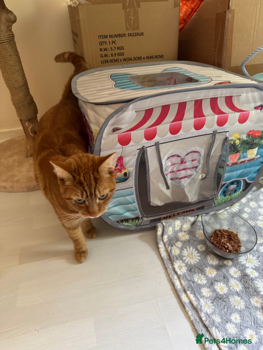Domestic Shorthair cats for sale: Ginge male cat 2 years old  - Image 9