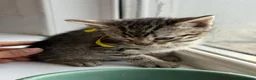 Bengal cats for sale: Mixed Bengal Breed  - Advert 25