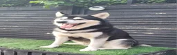 Alaskan Malamute dogs for stud: "Proven" Alaskan malamute for stud  - Advert 2