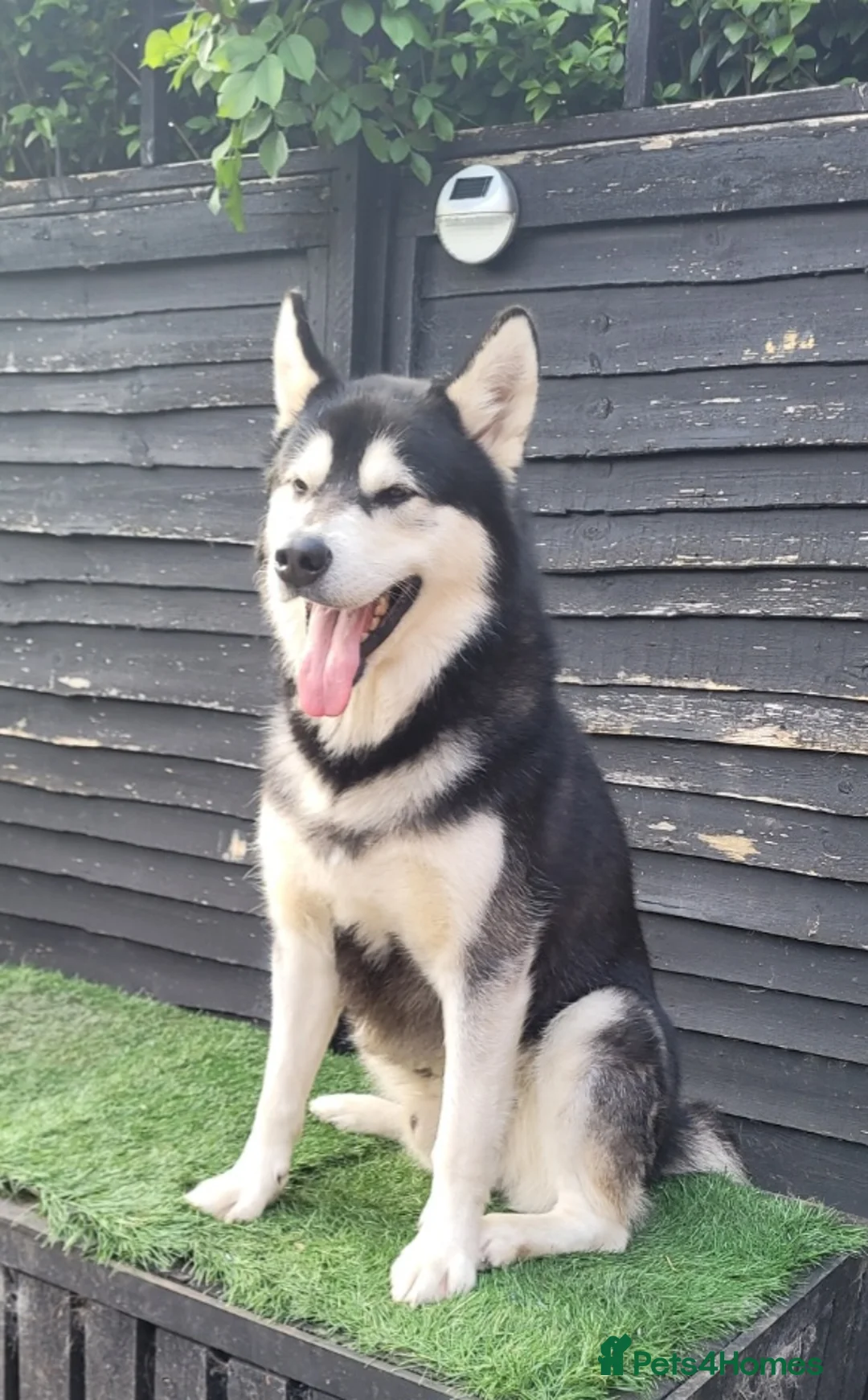Alaskan Malamute dogs for stud: "Proven" Alaskan malamute for stud  - Advert 2