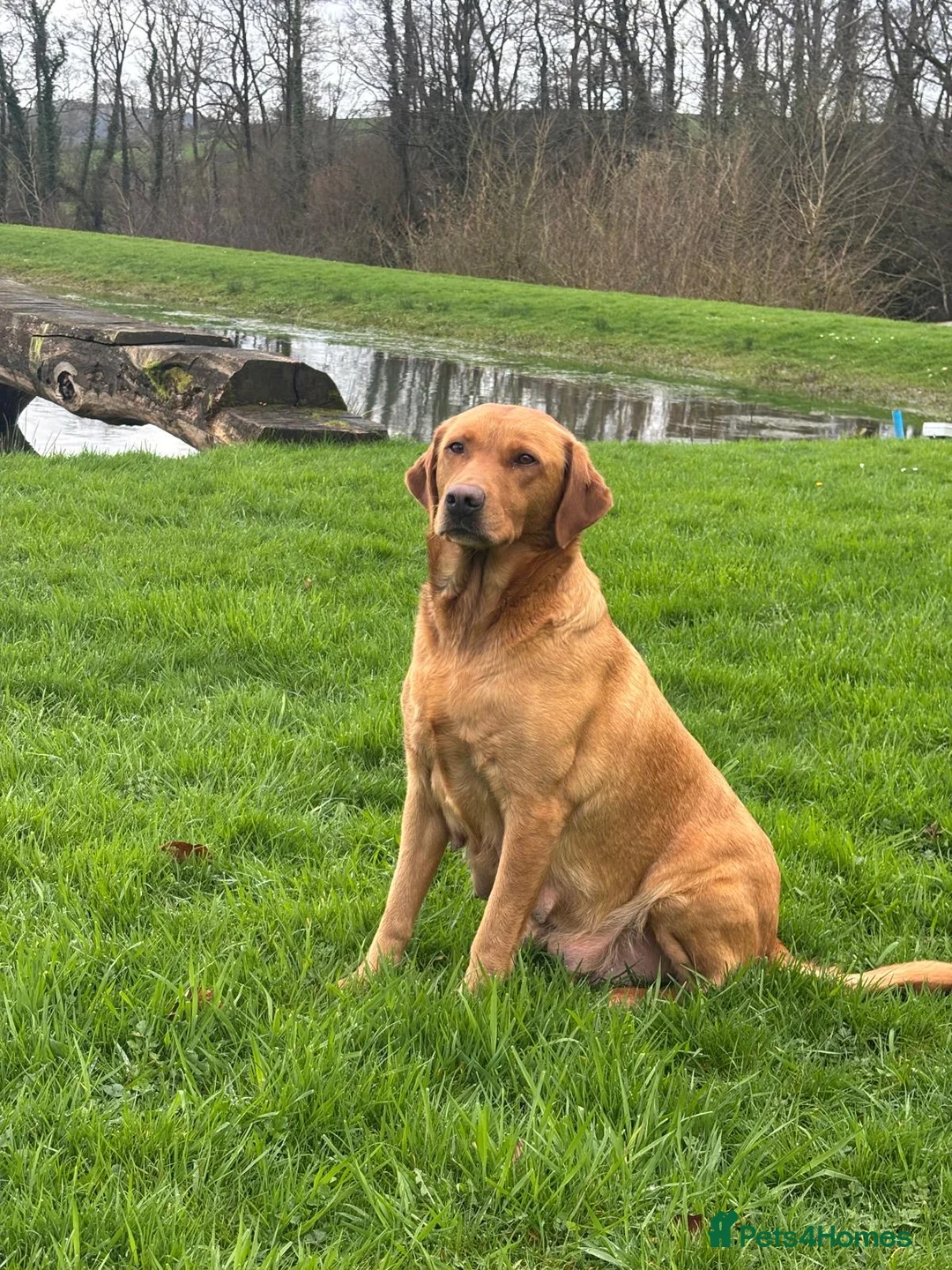 Labrador Retriever dogs for sale: Beautiful Labrador Puppies - Advert 10