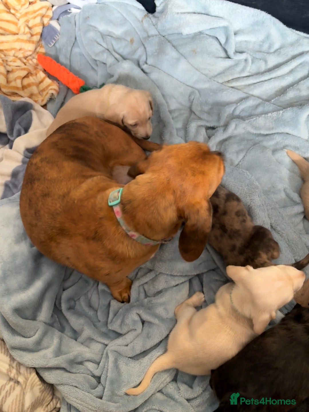 Miniature Dachshund dogs for sale: 5 Delicious Miniature Dachshund  - Image 8