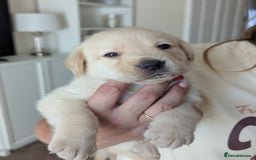 Labrador Retriever dogs for sale: Labrador puppies - Image 5