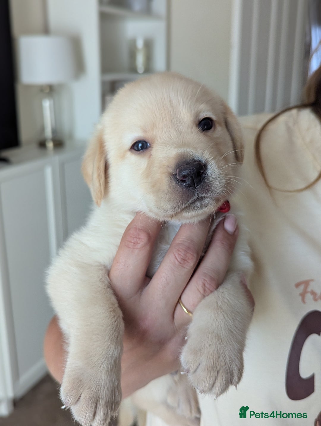Labrador Retriever dogs for sale: Labrador puppies - Image 5