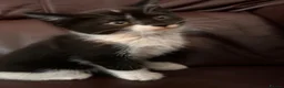 Mixed Breed cats for sale: 2 Beautiful Kittens  - Advert 7