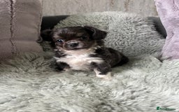 Chihuahua dogs for sale: LC Female Chihuahua  - Advert 4