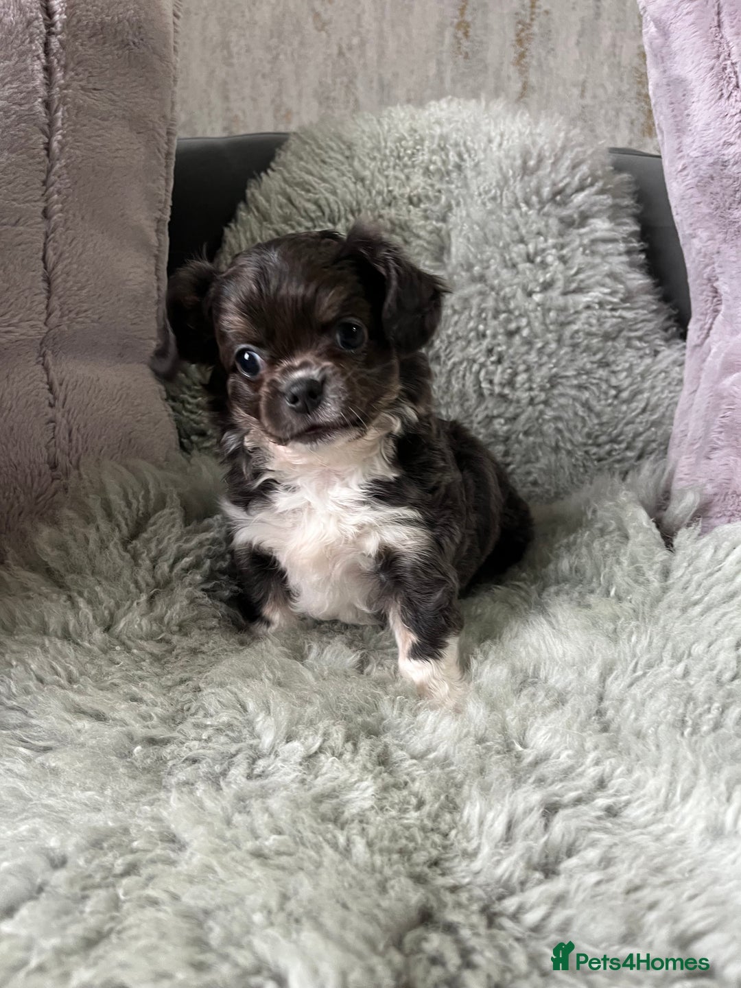 Chihuahua dogs for sale: LC Female Chihuahua  - Advert 4