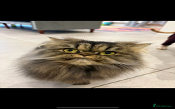 Persian cats for sale: Mother and daughter cats for sale  - Image 4