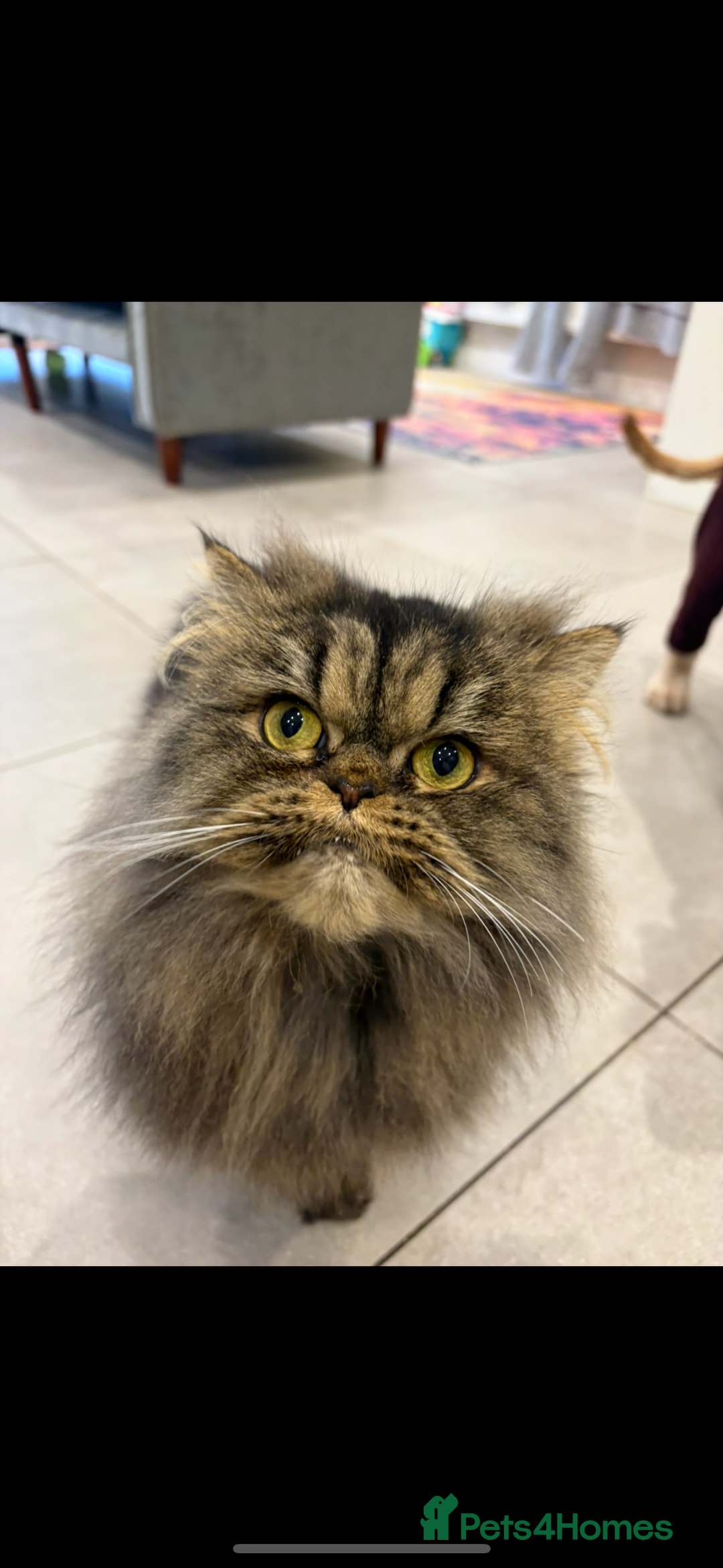 Persian cats for sale: Mother and daughter cats for sale  - Image 4