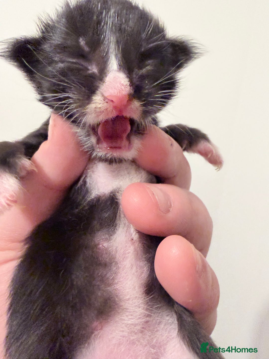 Maine Coon cats for sale: TICA reg adorable Maine Coon baby kittens  - Advert 19