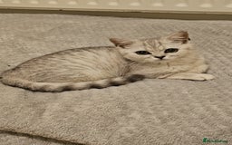 British Shorthair cats for sale: 4 beautiful kittens for sale - Image 1