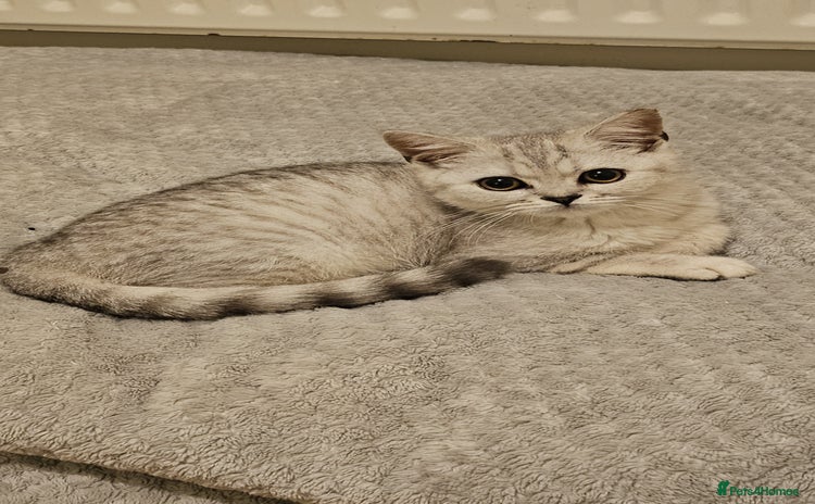 British Shorthair cats - Advert 3