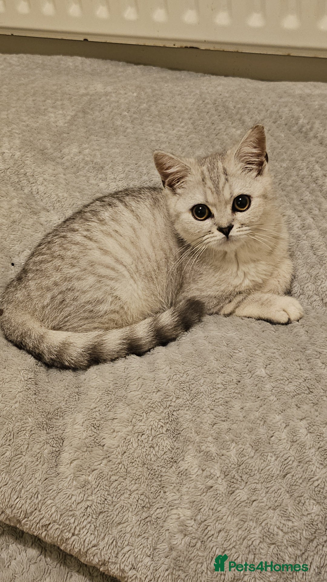 British Shorthair cats for sale: 4 beautiful kittens for sale - Image 1