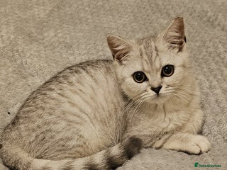 British Shorthair cats - Advert 10