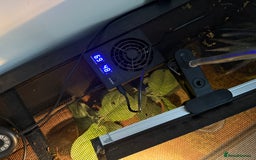 Toad reptiles for sale: FEMALE CANE/SURINAME TOAD & SET UP - Advert 4