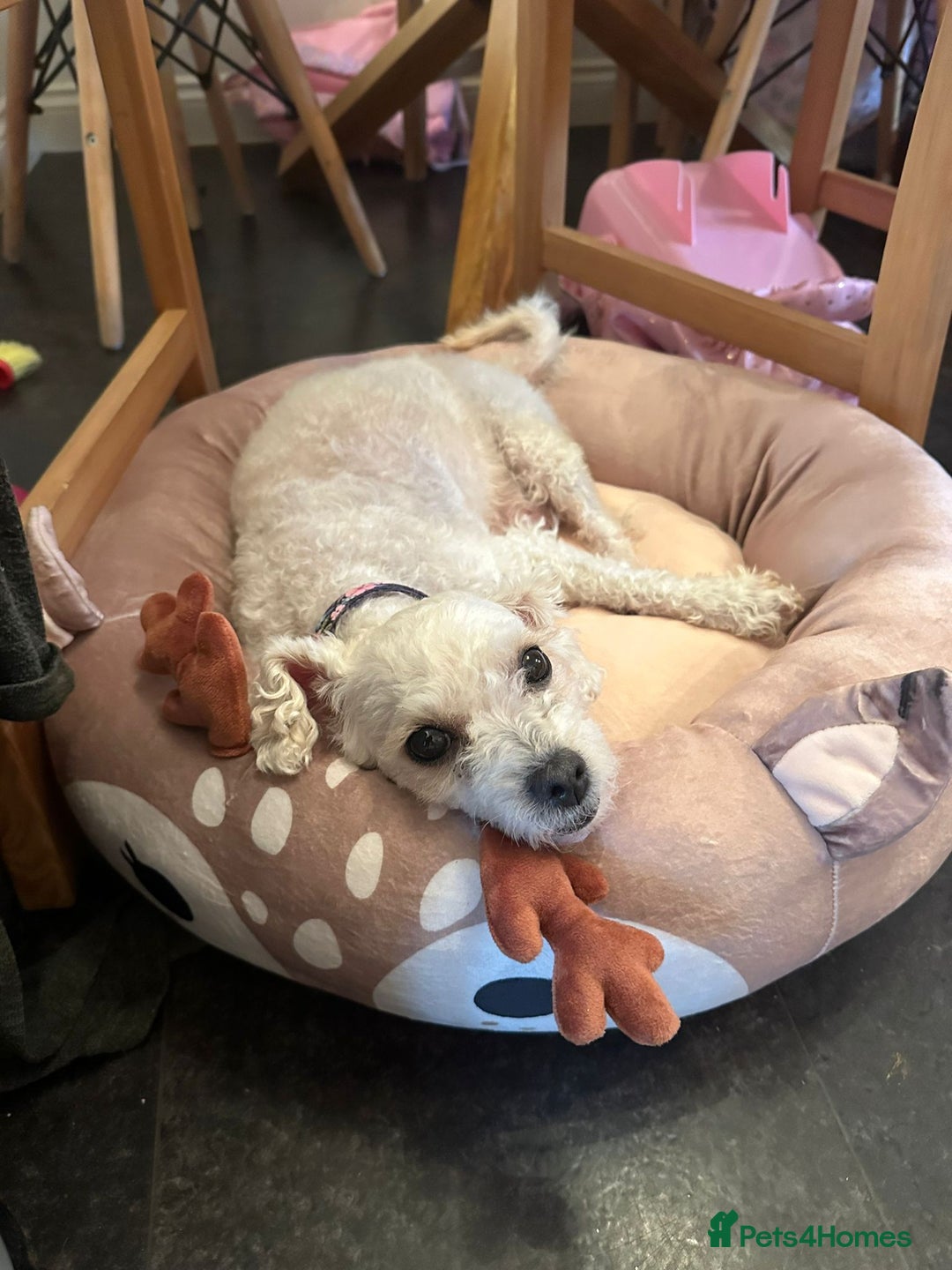 Maltipoo dogs for sale: Stunning Toy Maltipoo pups ❤️ ready on Wednesday! - Advert 14