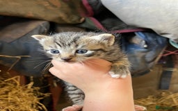 Mixed Breed cats for sale: Kittens ready for new homes  - Image 5