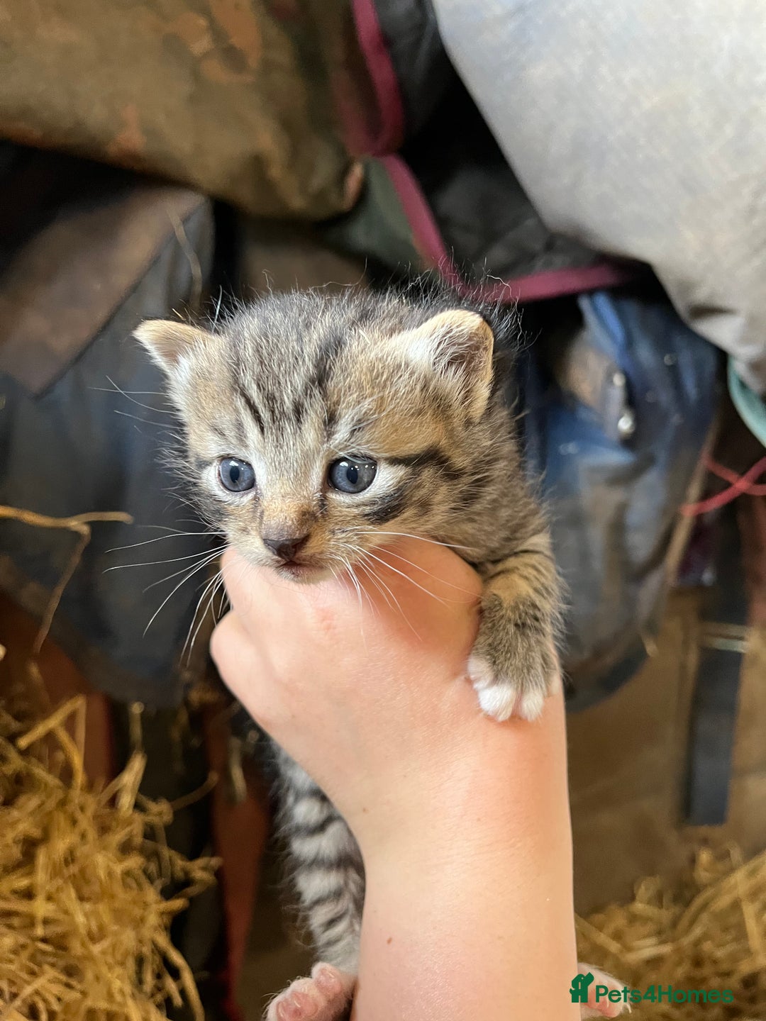 Mixed Breed cats for sale: Kittens ready for new homes  - Image 5