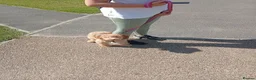 Cockapoo dogs for sale: Cockerpoo - Advert 4