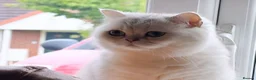 British Shorthair cats for sale: Silver British Shorthair kittens - Advert 1