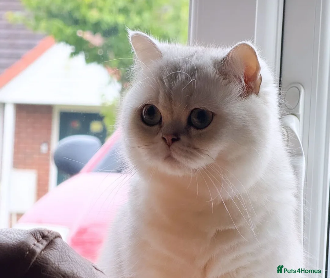 British Shorthair cats for sale: Silver British Shorthair kittens - Advert 1